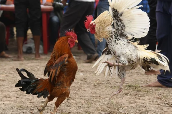 Luật đá gà sắt miền Nam